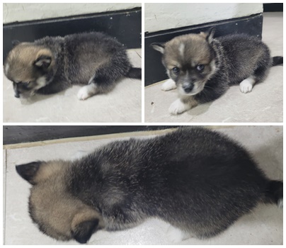 논산시 동물보호센터_444454202400052
