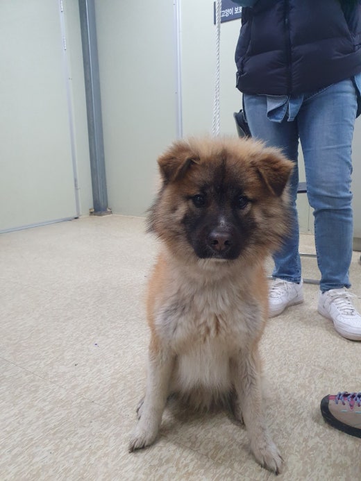남양주시동물보호센터_441399202400062