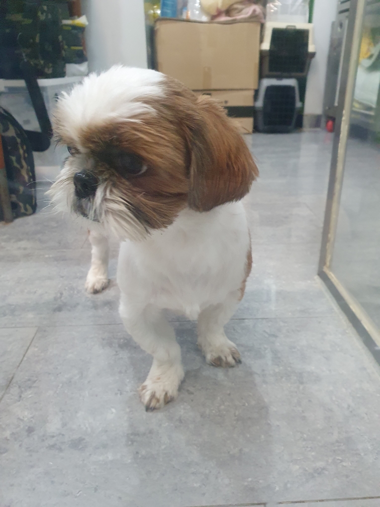 펫앤쉘터동물병원_441378202400022