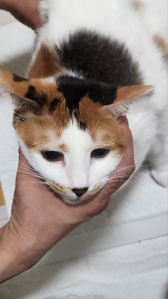늘푸른동물병원_428354202400031