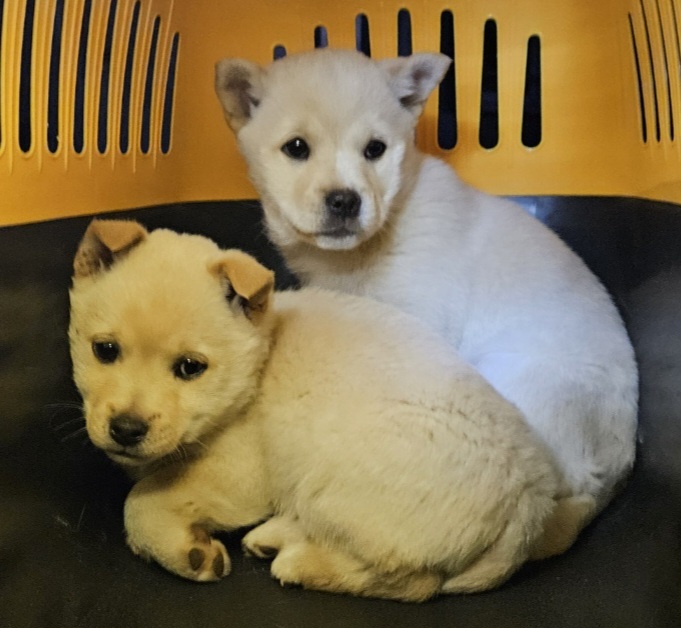 신안군유기동물보호소_446501202400023