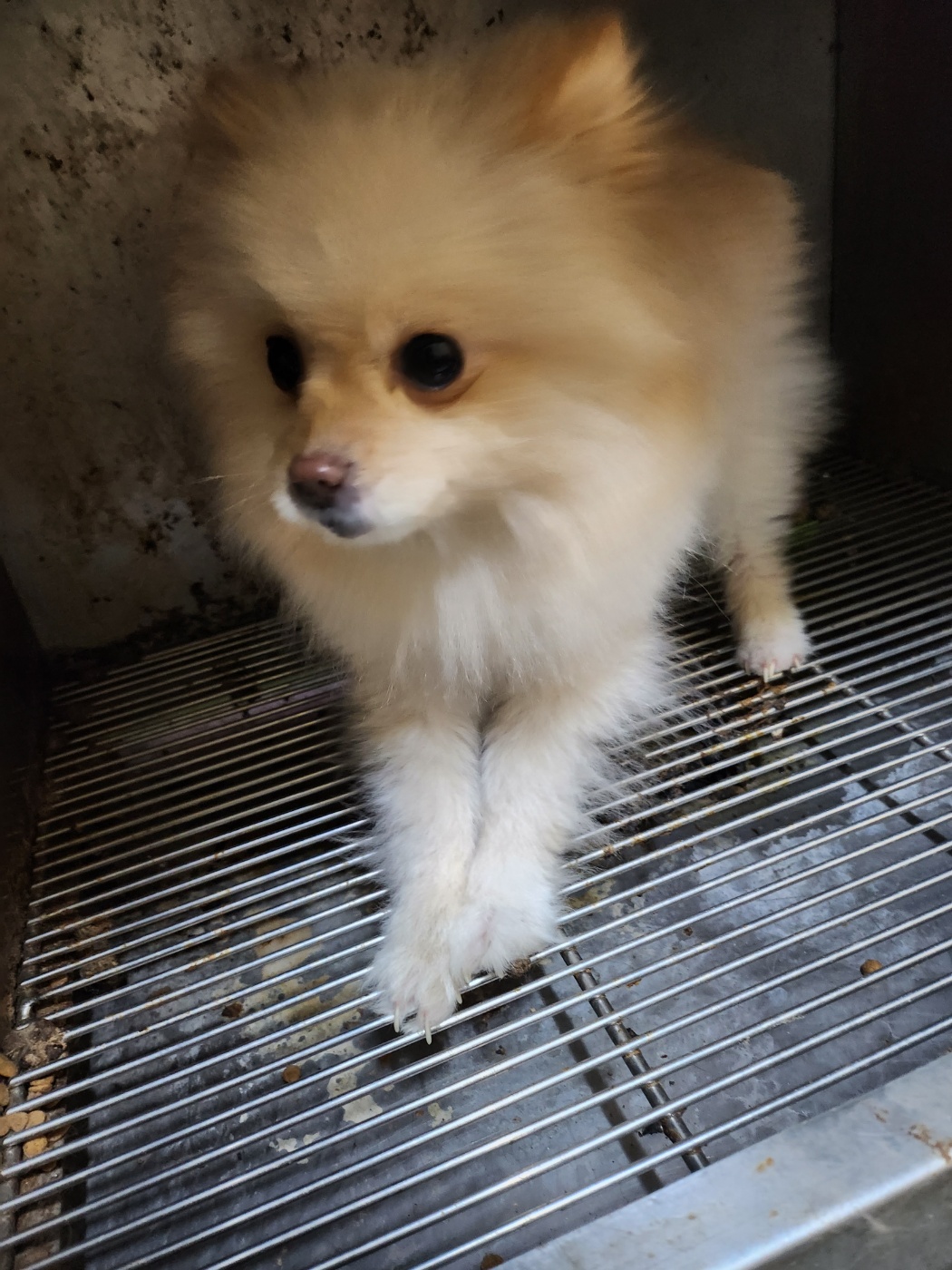 예산동물보호센터_444461202400033