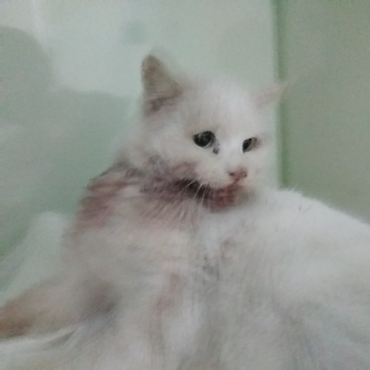 종료(자연사) 한국…