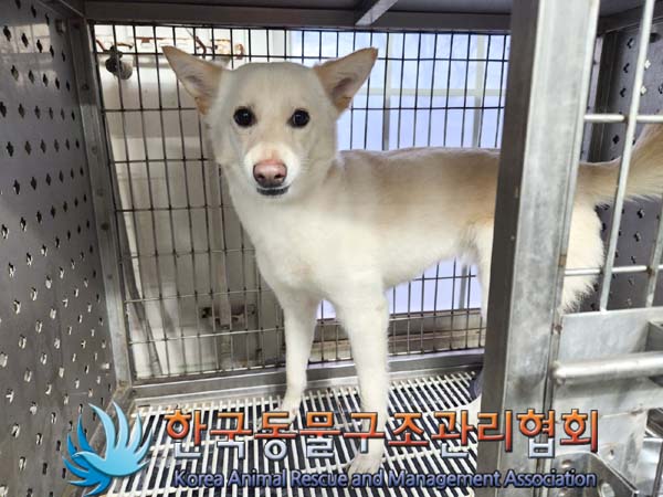 종료(반환) 믹스견…