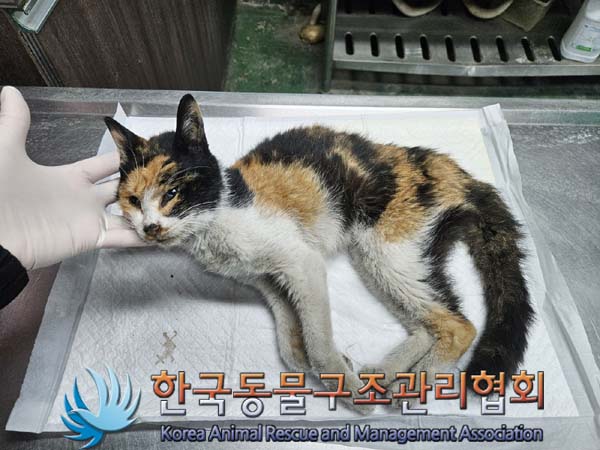 한국동물구조관리협회_411306202400004