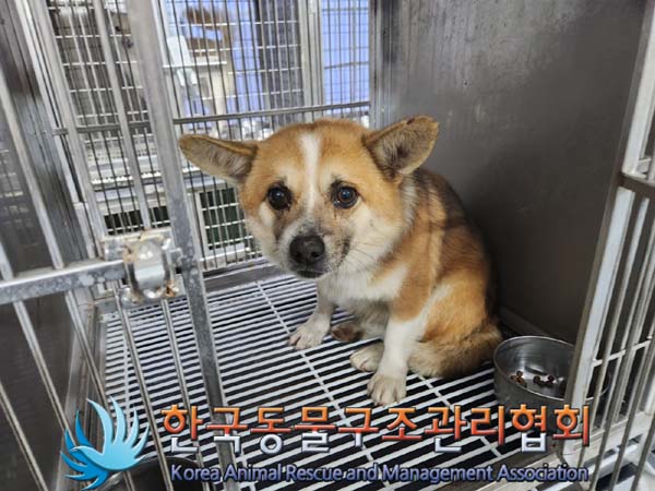 한국동물구조관리협회_441560202400039
