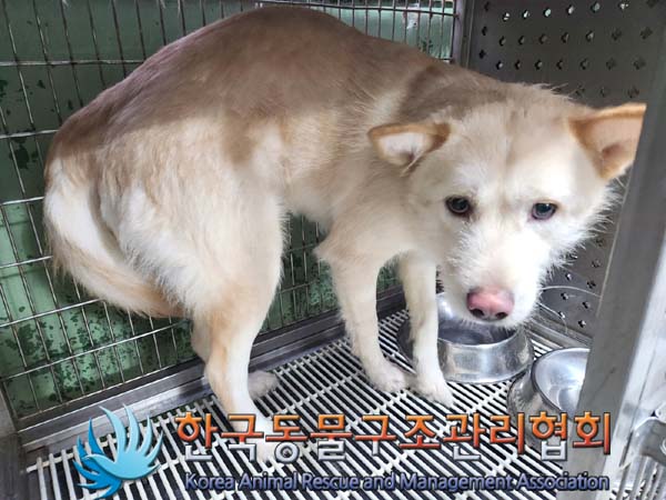 한국동물구조관리협회_441409202400051