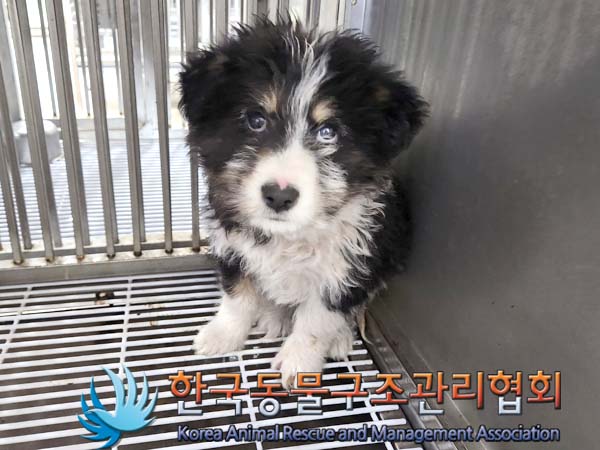 종료(입양) 믹스견…
