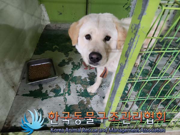 종료(반환) 믹스견…