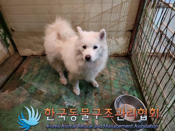 종료(반환) 사모예…