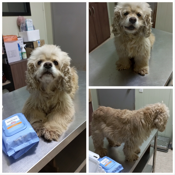 당진시동물보호소_444568202400034