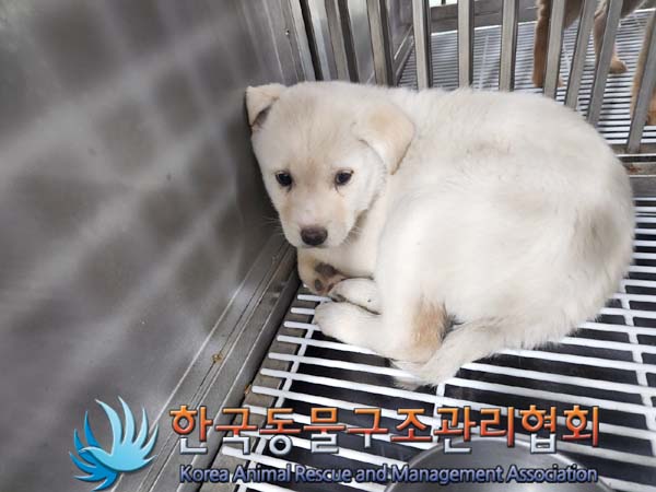 한국동물구조관리협회_441414202400030