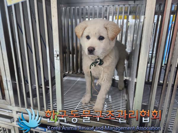 종료(반환) 믹스견…