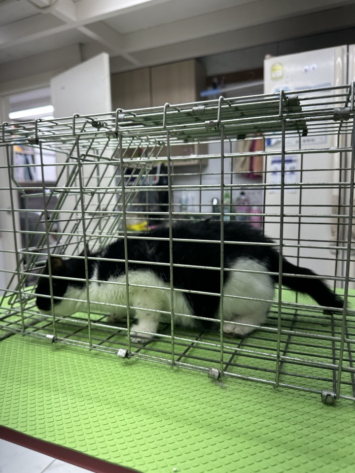 신공항동물병원_428349202400028