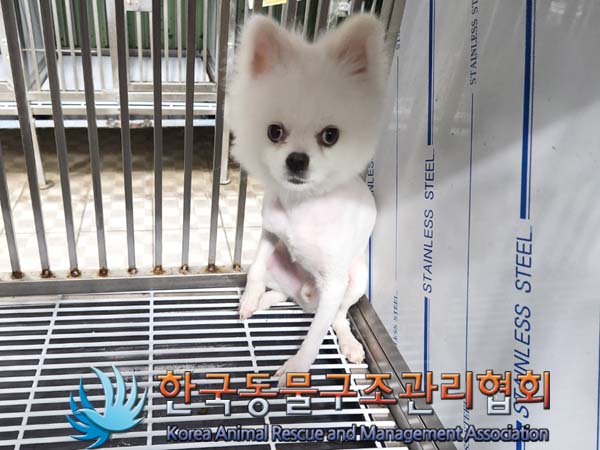 종료(입양) 포메라…