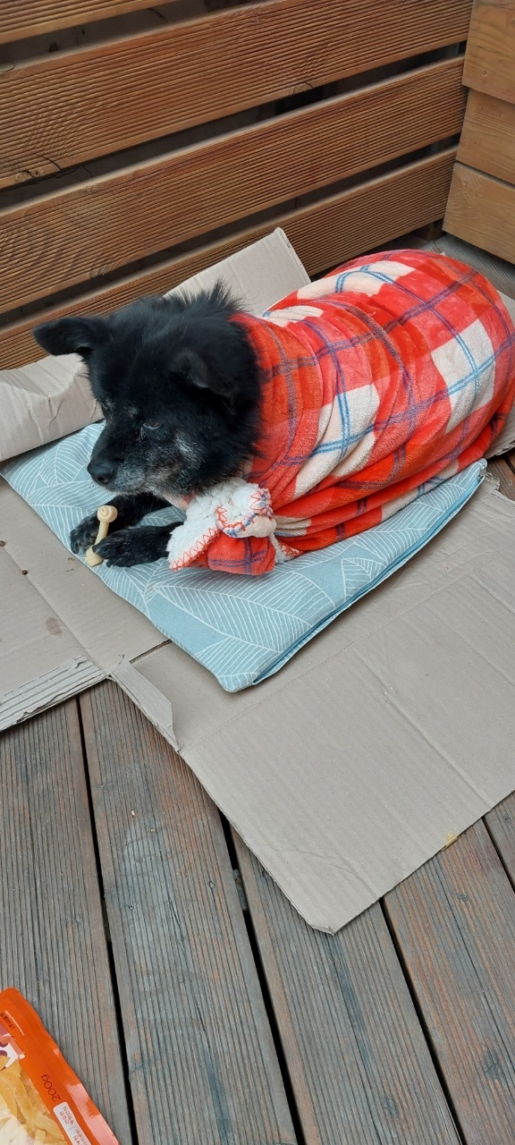 (사)영일동물플러스_447502202400057