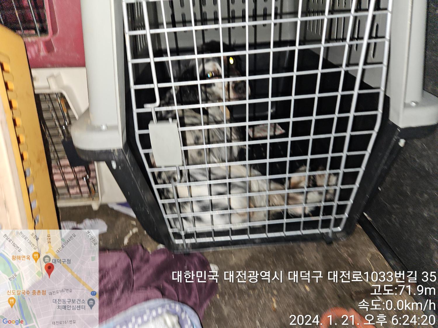 종료(반환) 믹스견…