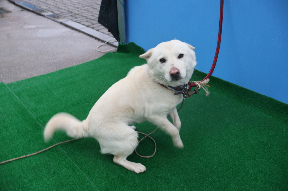 제주 동물보호센터_450650202400221