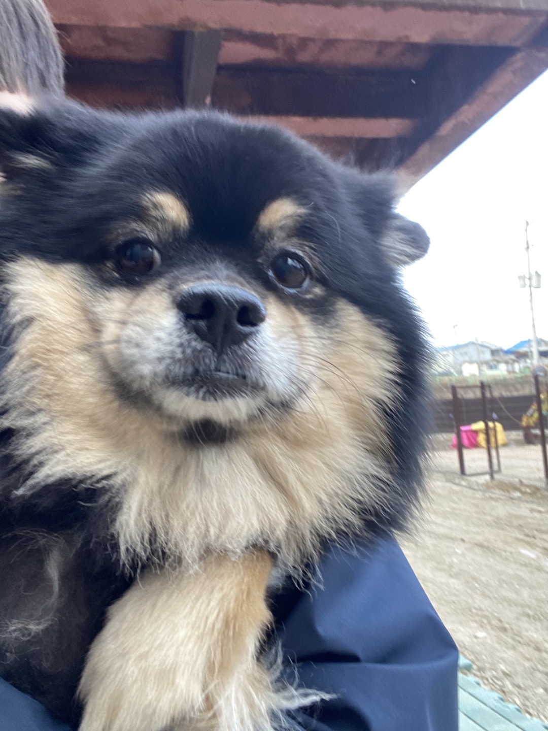 한국야생동물보호협회_441390202400011