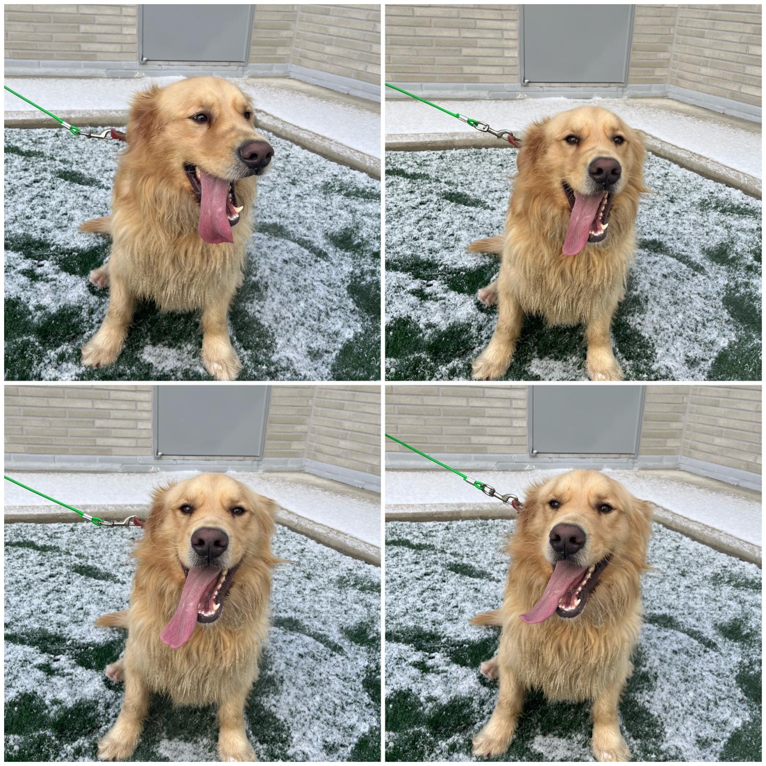 천안시 동물보호센터_444449202400092