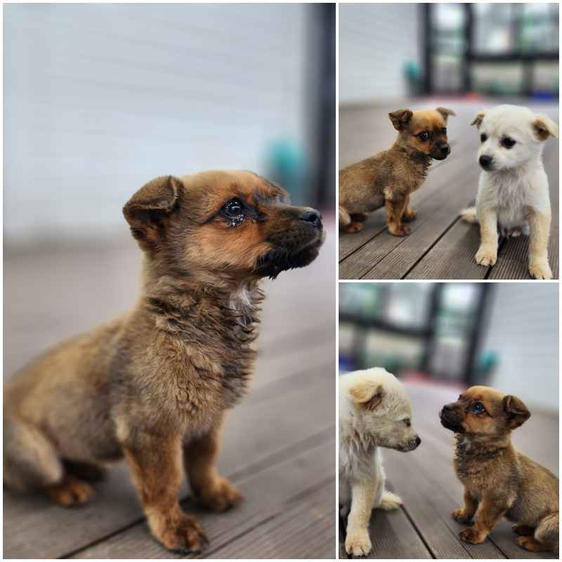 군산유기동물보호센터_445467202400119