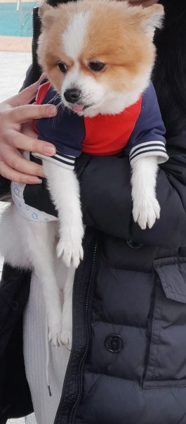 보호중 포메라니안의…
