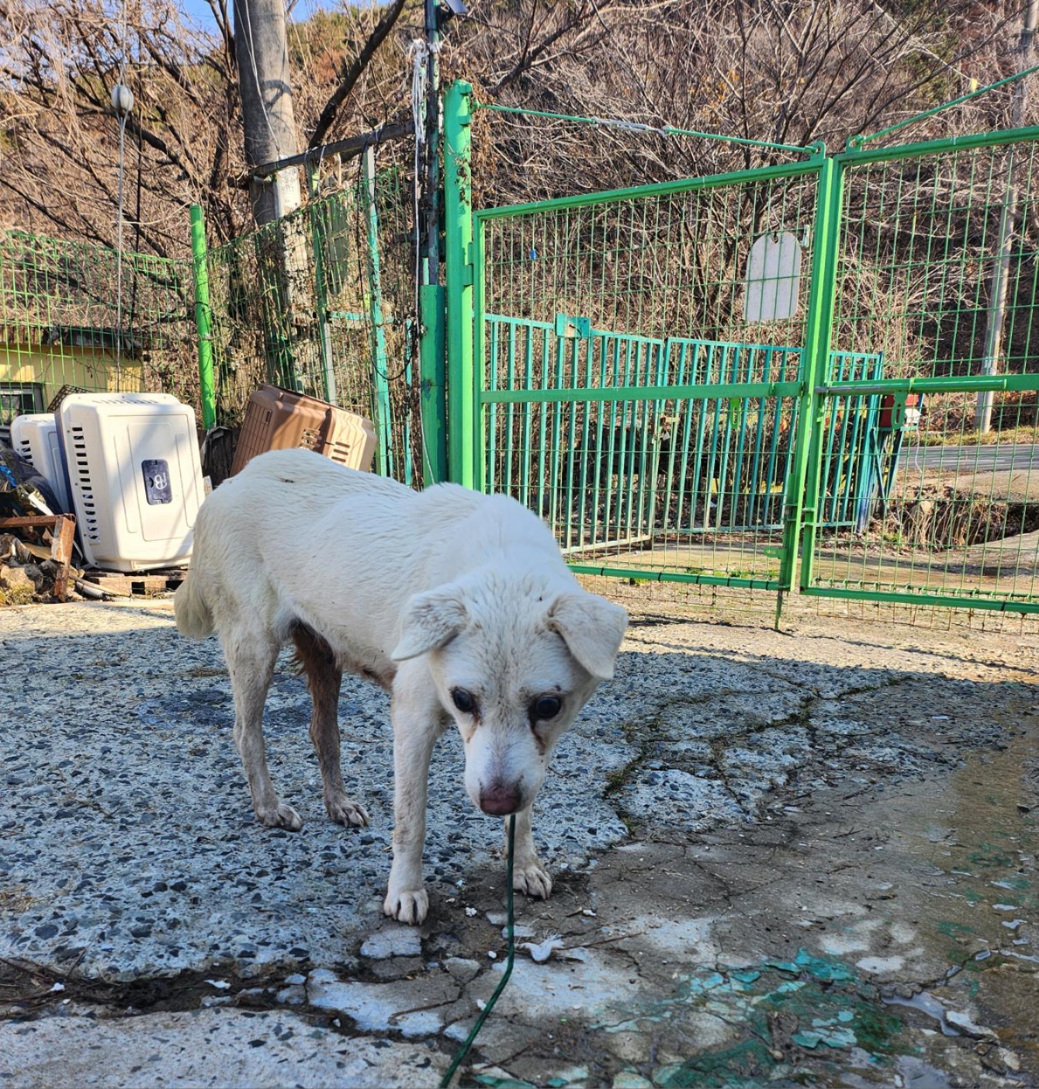 울산유기동물보호센터_431373202400028