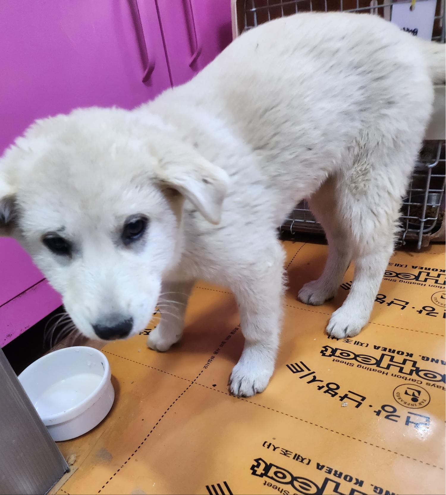 울산유기동물보호센터_431370202400023