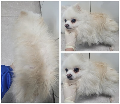 논산시 동물보호센터_444454202400056