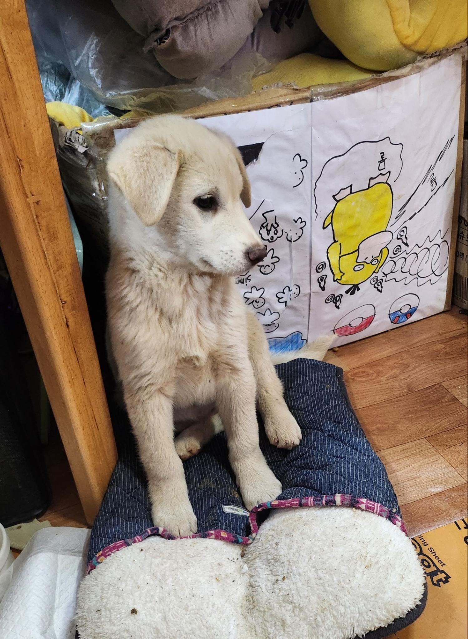 울산유기동물보호센터_431370202400024