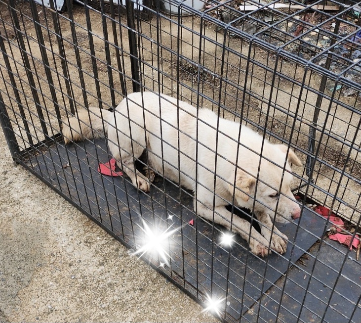 울산유기동물보호센터_431373202400029