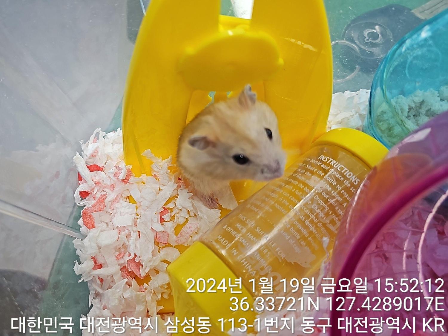 종료(입양) 햄스터…