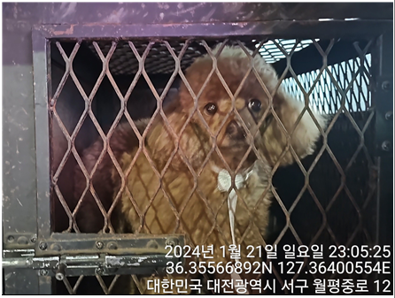 종료(반환) 푸들의…