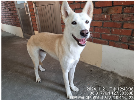 대전동물보호센터_430366202400011