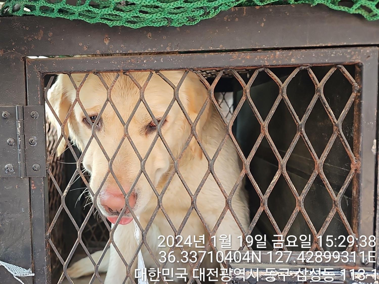 종료(반환) 골든 …