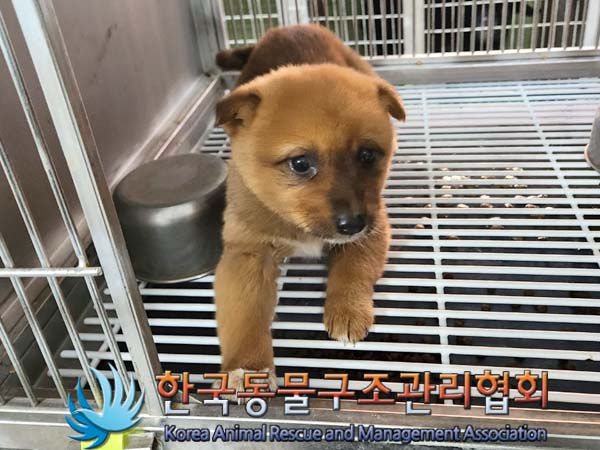 한국동물구조관리협회_441560202400043