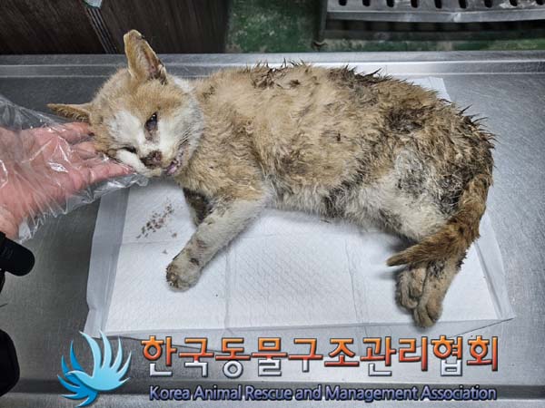 한국동물구조관리협회_441392202400014