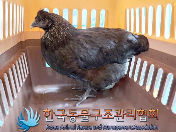 한국동물구조관리협회_411322202400006