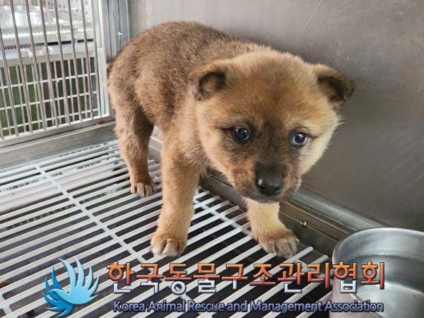 한국동물구조관리협회_441560202400045
