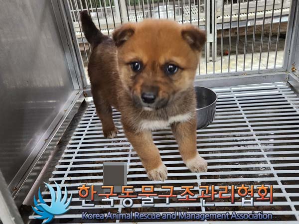한국동물구조관리협회_441560202400047
