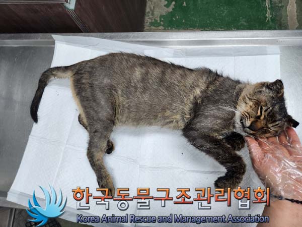 한국동물구조관리협회_411300202400007