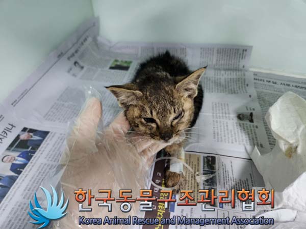 한국동물구조관리협회_411304202400004