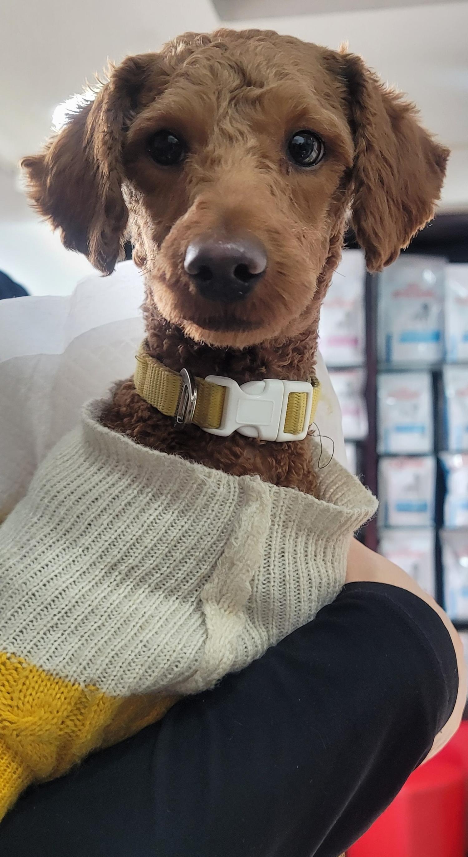홍익동물병원_411313202400012