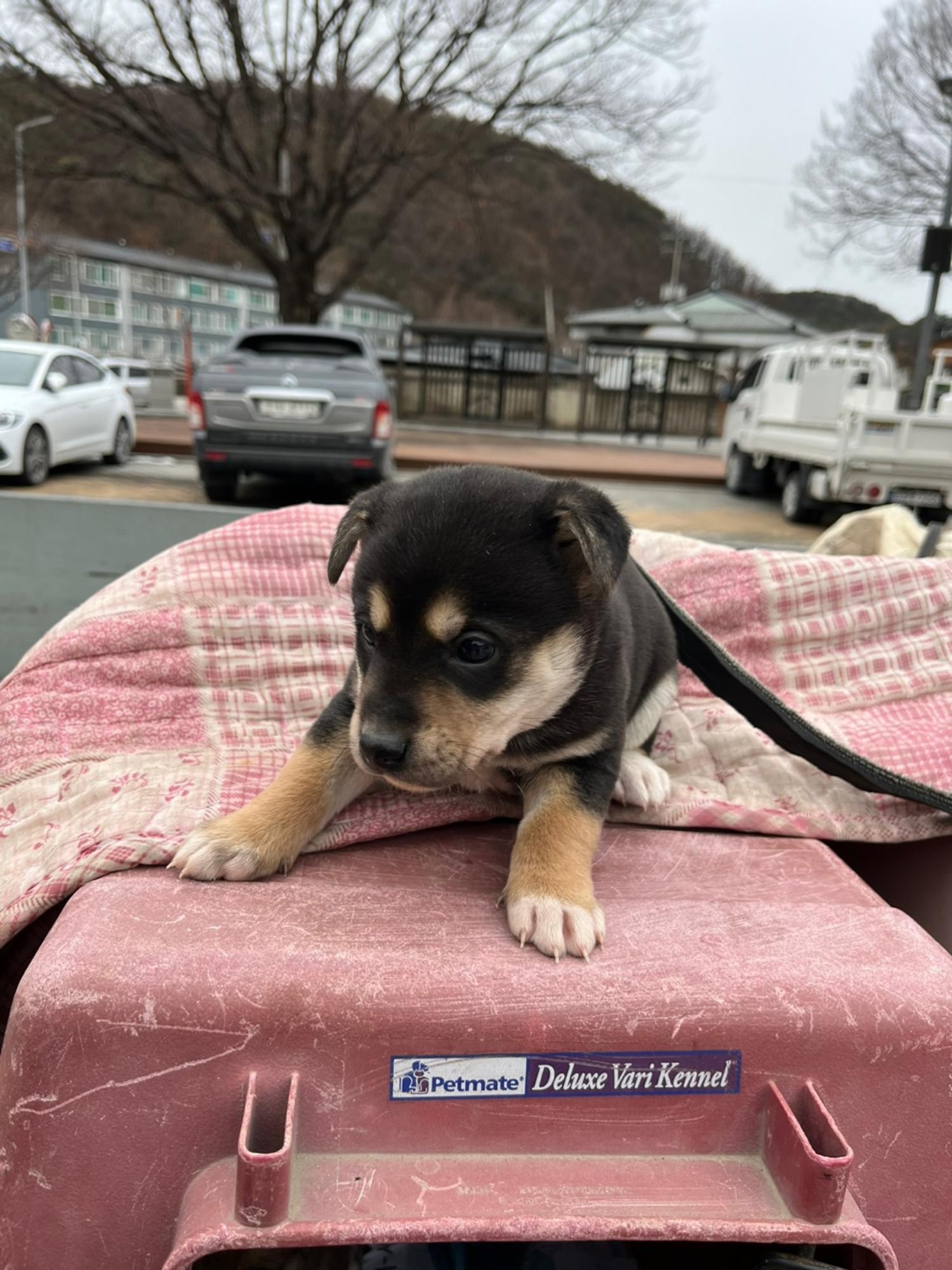 단양군유기동물보호소_443448202400016