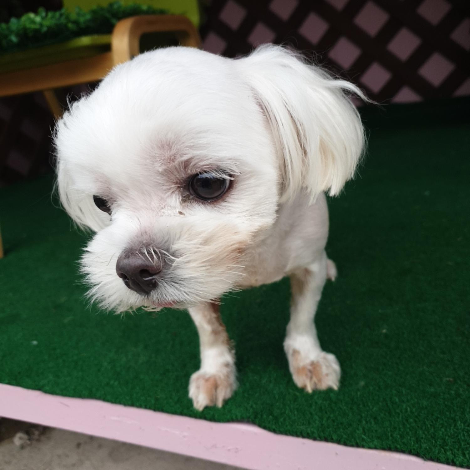 보호중 말티즈의 가…