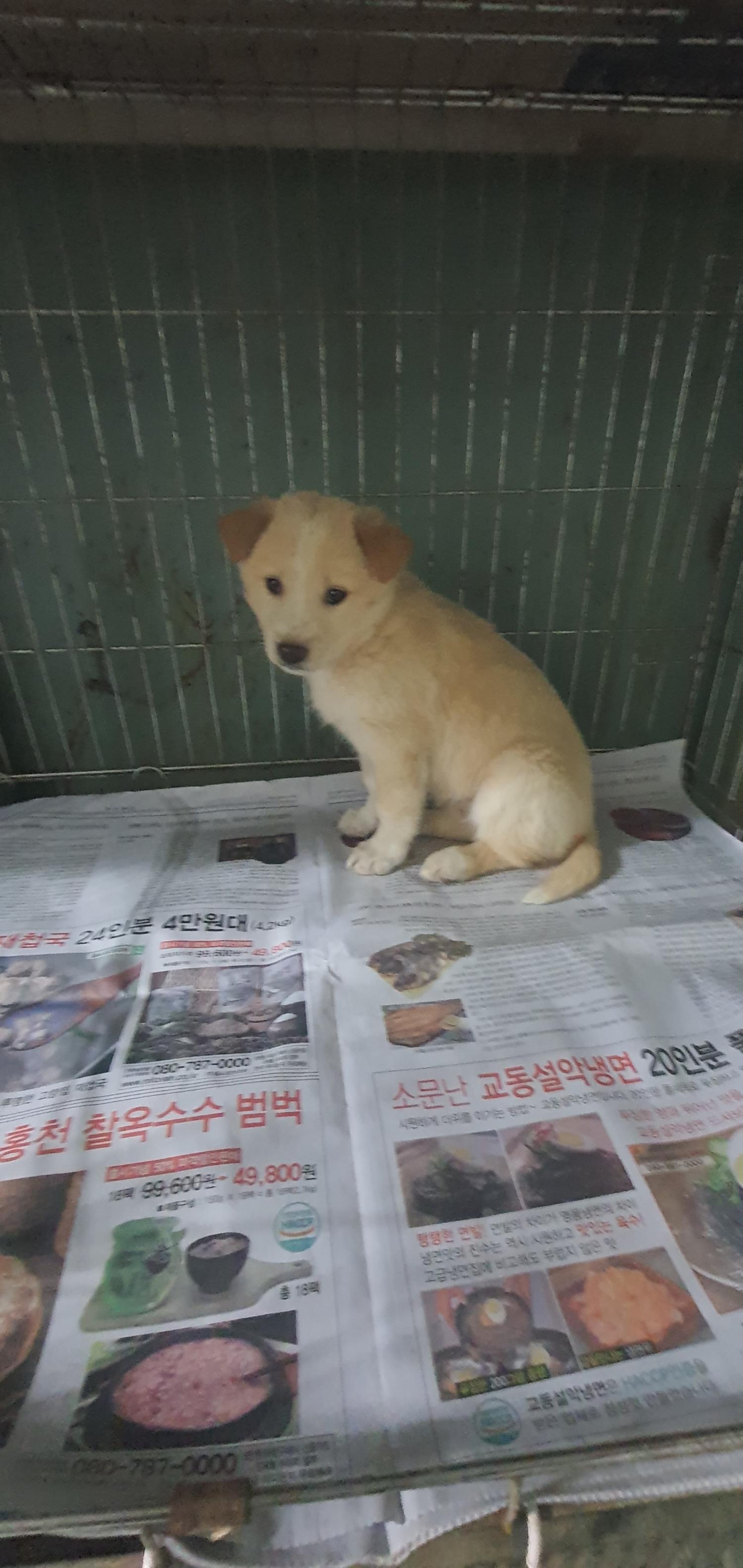 김천시 동물보호센터_447506202400024