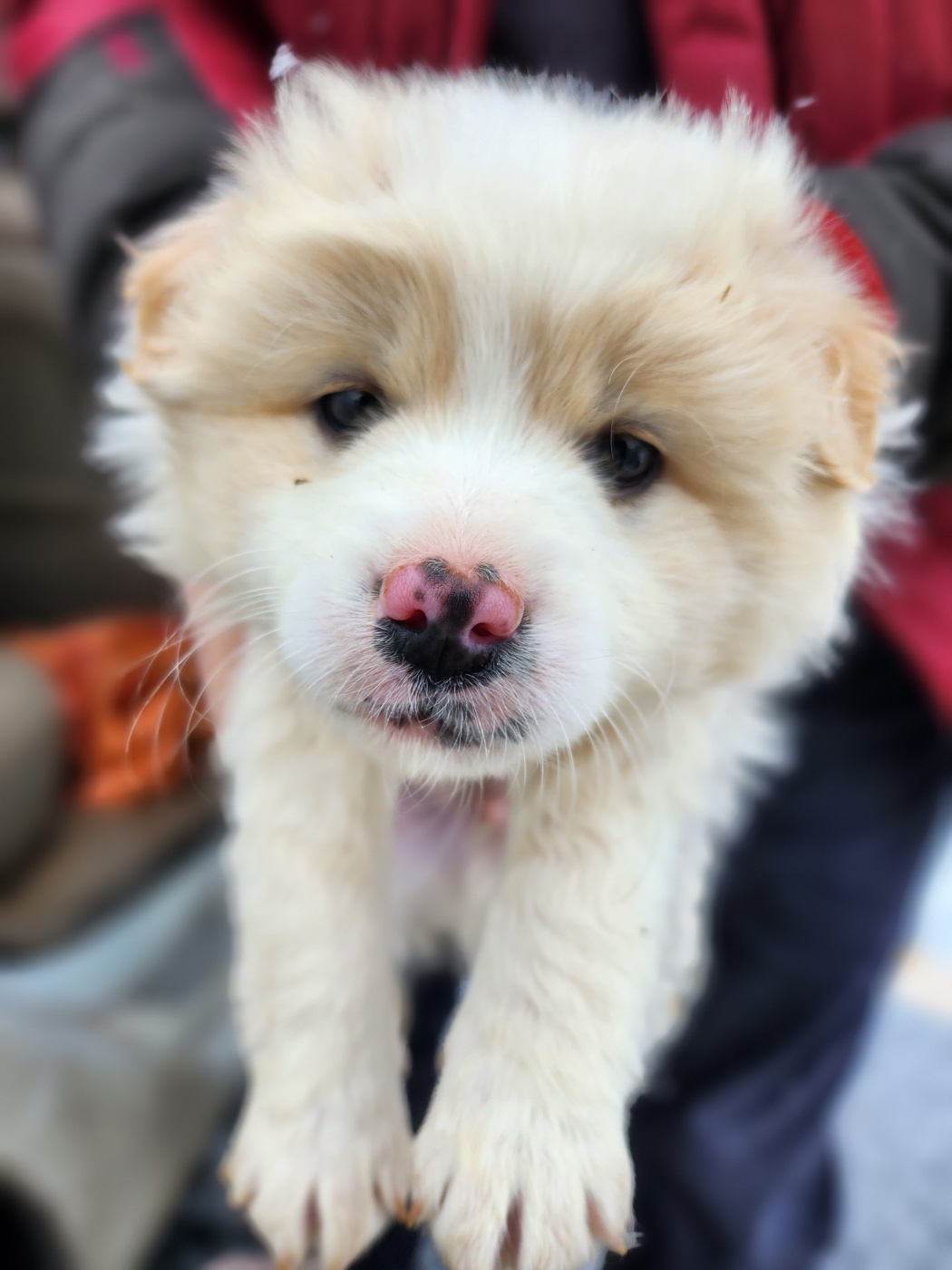 예산동물보호센터_444461202400042