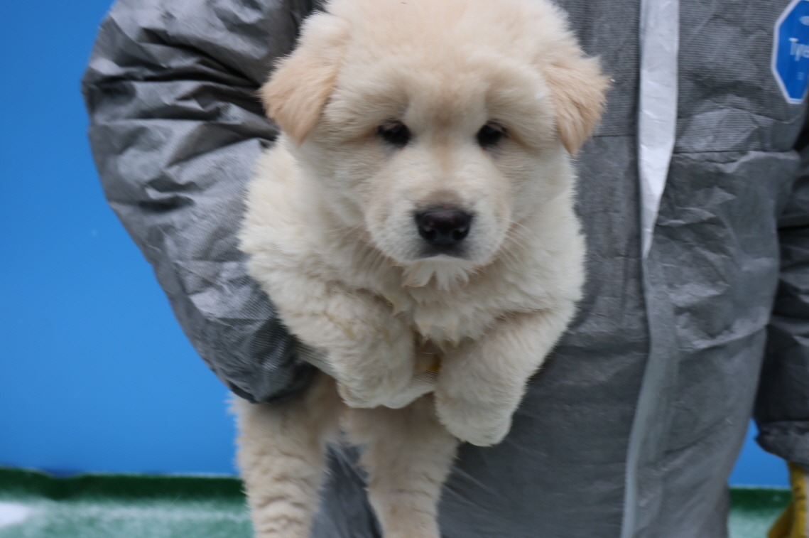 제주 동물보호센터_450650202400245