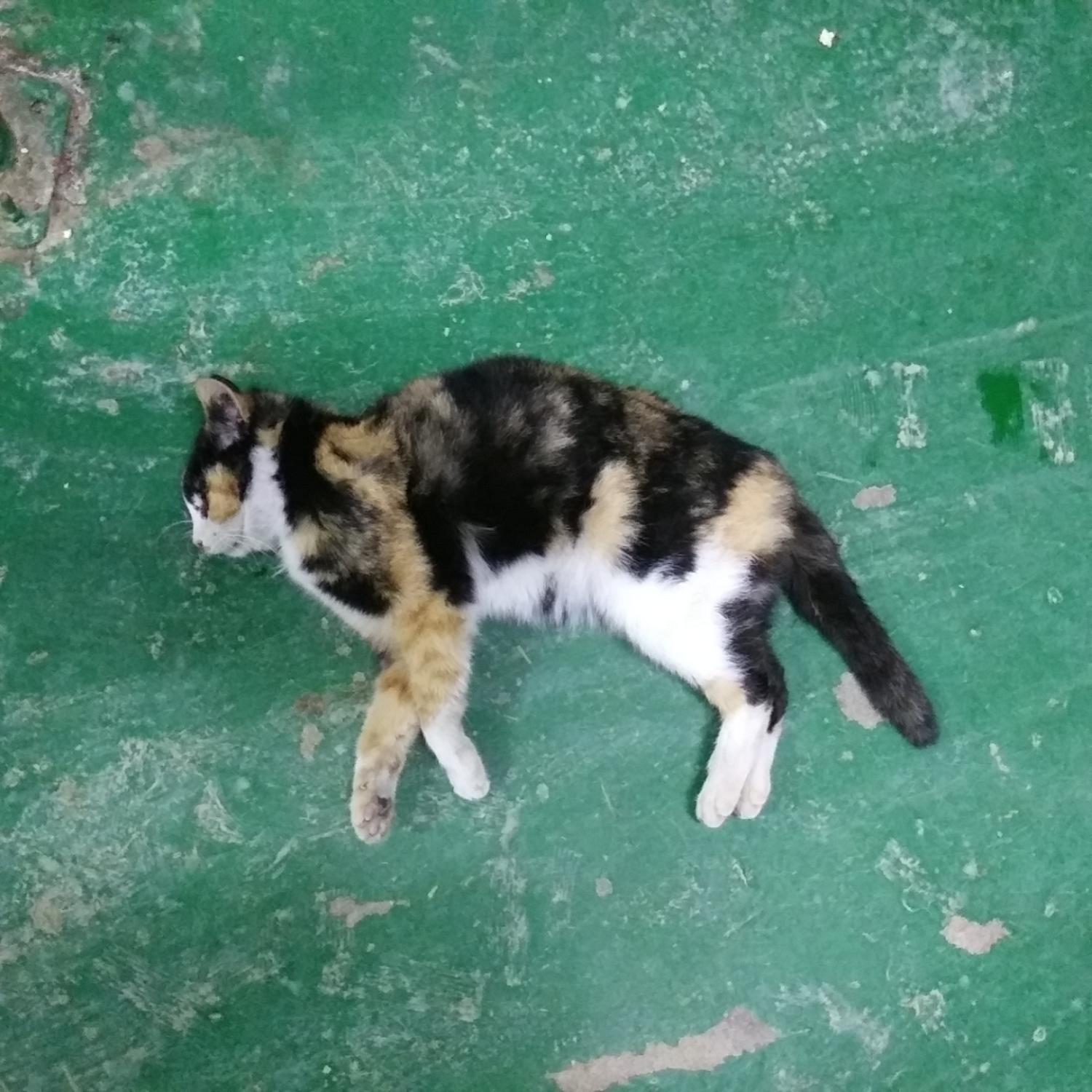 인천광역시수의사회_428351202400019