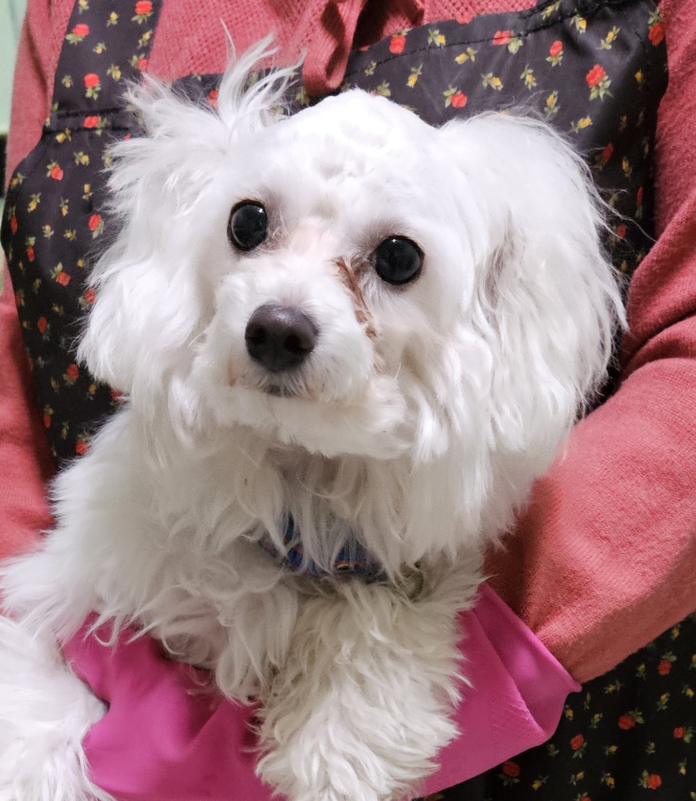 대구유기동물보호협회_427347202400015